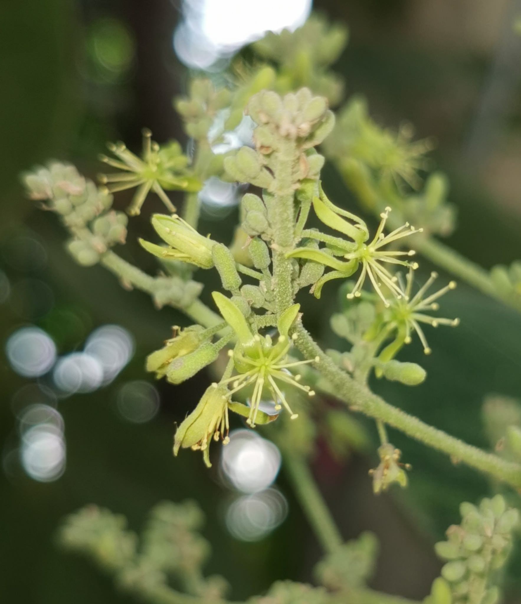 Heliocarpus terebinthinaceus